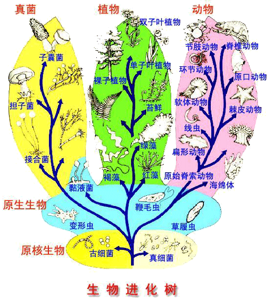 生物進(jìn)化樹